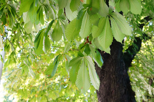 Horse Chestnut Seed Extract (Aesculus hippocastanum): A Natural Remedy for Vein Health