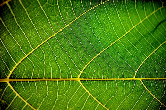 Unlocking the Power of Chlorophyll: Nature’s Green Elixir