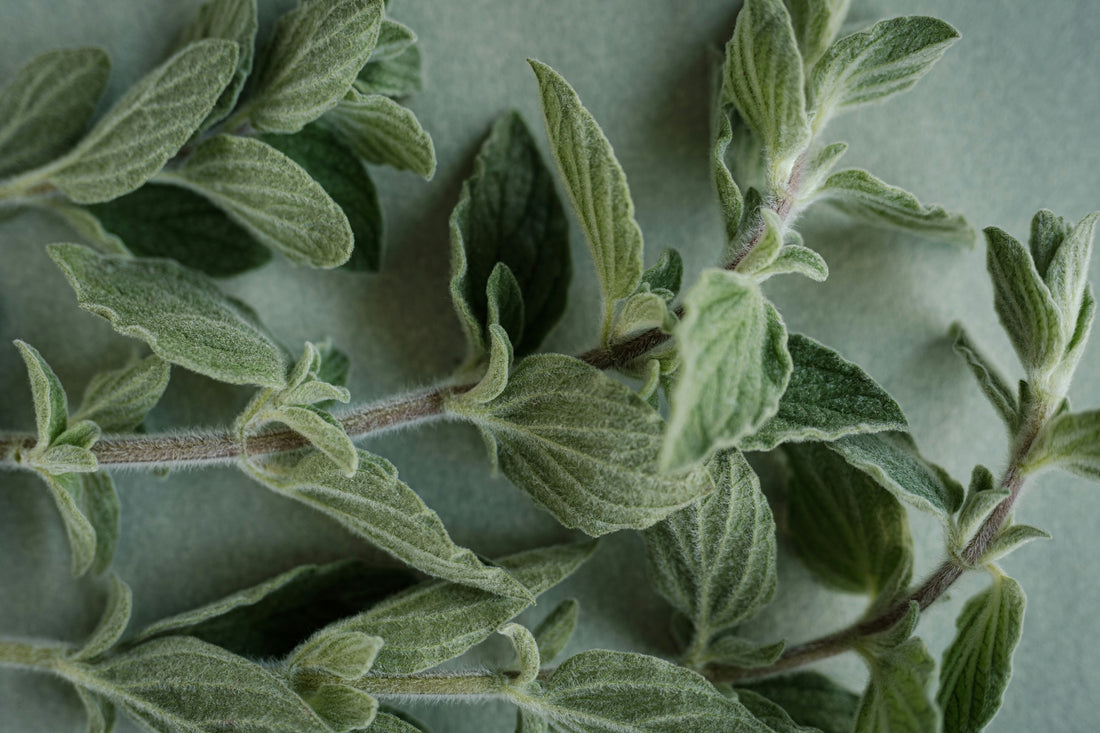 Oregano Oil Benefits: Antimicrobial, Immune & Gut Health