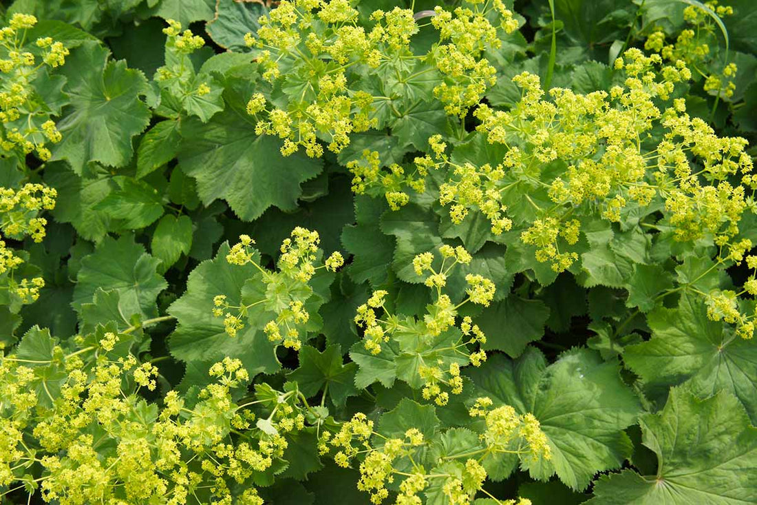 The Wonders of Lady’s Mantle: Nature’s Herb for Women’s Wellness and Beyond