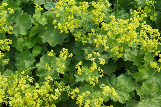 The Wonders of Lady’s Mantle: Nature’s Herb for Women’s Wellness and Beyond
