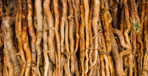 Tongkat Ali: The Ancient Herb for Modern Wellness