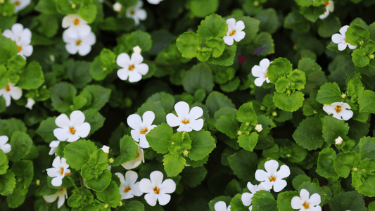 Unlocking the Benefits of Bacopa: The Herb for Brain Health and Beyond