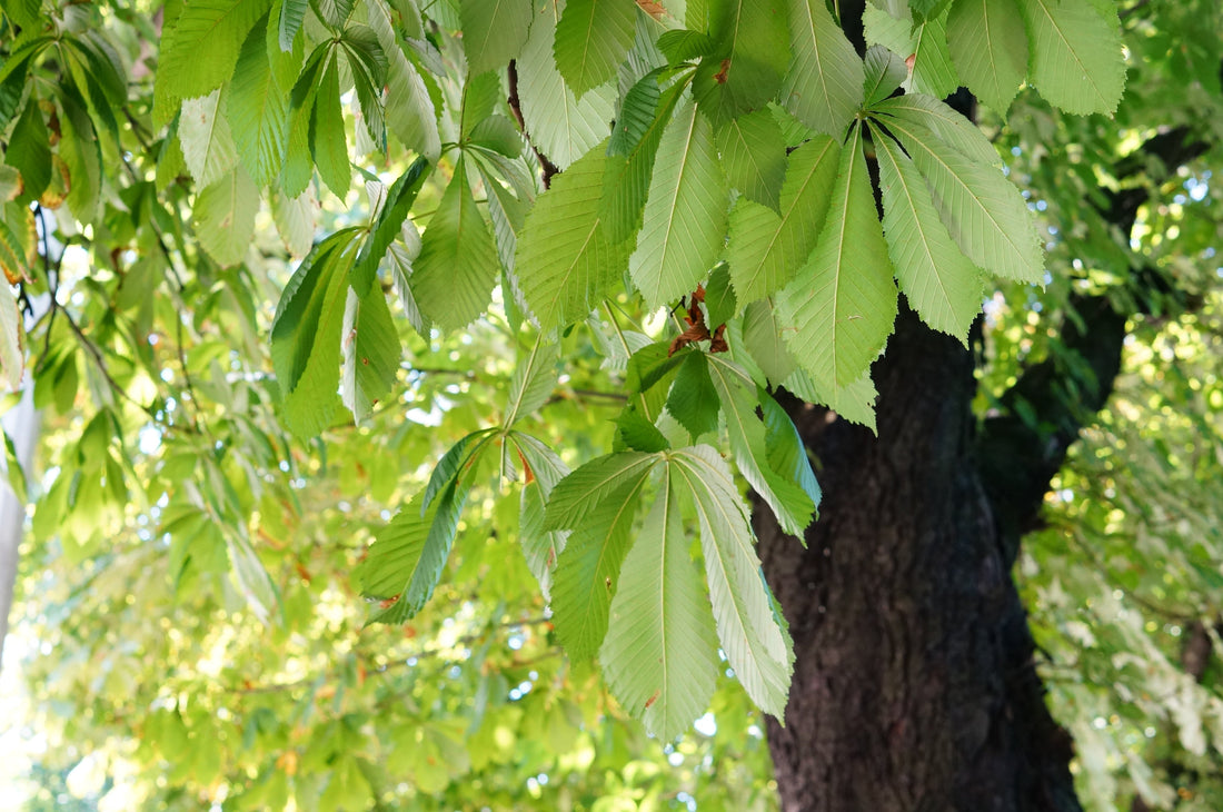 Horse Chestnut Seed Extract (Aesculus hippocastanum): A Natural Remedy for Vein Health