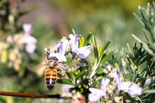 The Benefits of Rosemary: A Powerful Herb for Health and Wellness