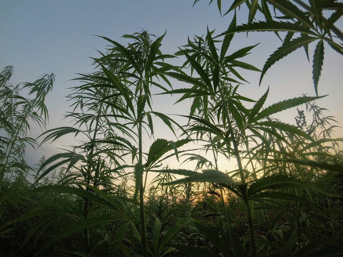 Hemp Oil Benefits for Skin: The Science Explained