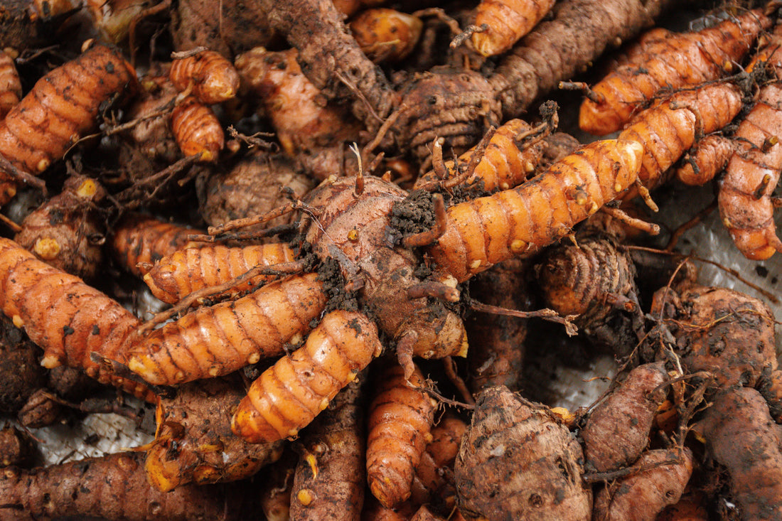 Turmeric: The Golden Root and How It May Support Your Body