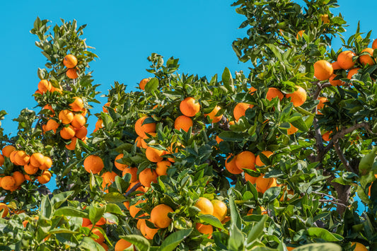 The quiet power of Vitamin C & Rosehip