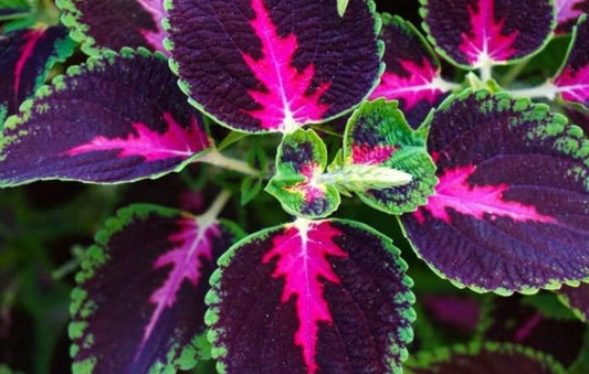 Coleus Forskohlii | The Herbal Metabolism Booster You Should Know About