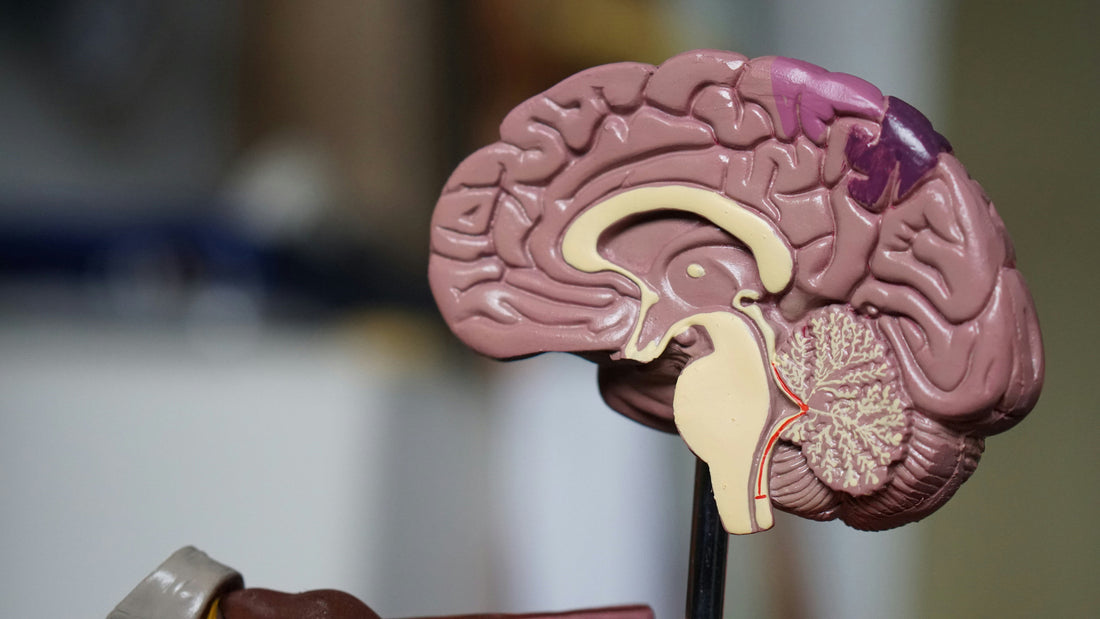 Creatine: More Than Just a Muscle Supplement — A Science-Backed Look at Brain Health