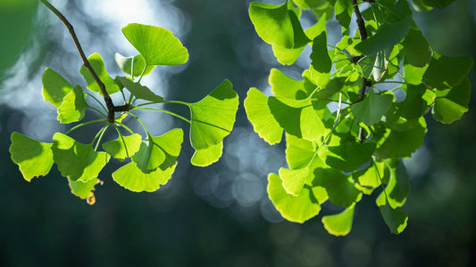 The Ancient Tree That Modern Science Can't Stop Studying