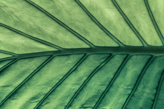The Power of Hemp: Nature's Most Versatile Healer