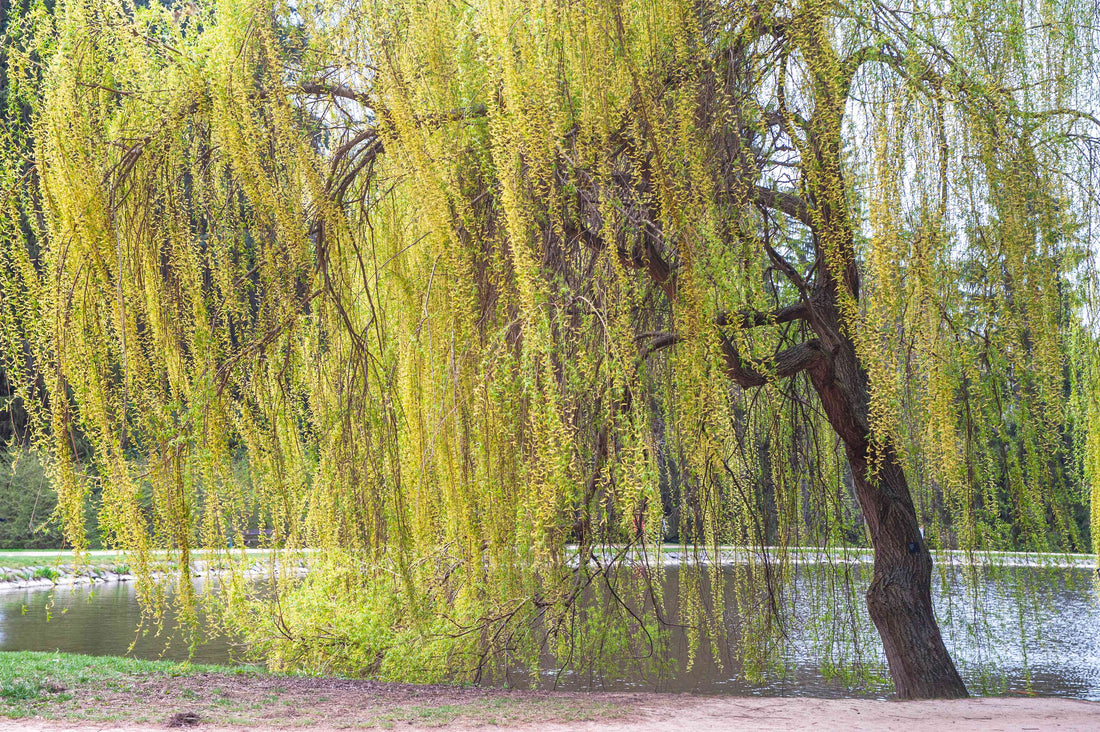 The Miraculous White Willow Bark: Nature’s Aspirin